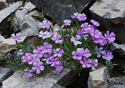 Silene acaulis  